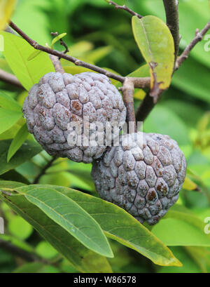 Custard Apple oder Zucker Apple. Frische rote Custard Apple auf Baum im Garten Stockfoto