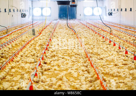 Drinnen Hühnerfarm, Hühner füttern, großes Ei Produktion Stockfoto