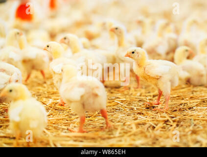 Drinnen Hühnerfarm, Hühner füttern, großes Ei Produktion Stockfoto