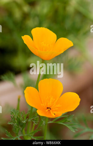 Eschscholzia californica. Zwei orange Kalifornischer Mohn Blumen im Sommer, Großbritannien Stockfoto