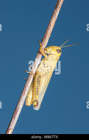 Differential Grasshopper (Melanoplus differentialis), gelbe Form weiblich. Stockfoto