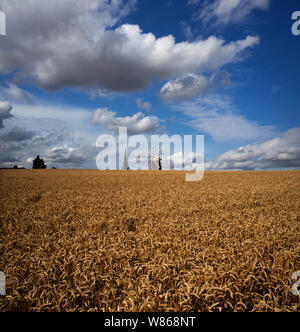 Thaxted Essex, England, Grossbritannien. 8 Aug, 2019. Weizen geerntet werden Weizen warten in einem Feld in Thaxted North Essex England geerntet zu werden. John Webb's Mühle und Thaxted Kirche kann im Hintergrund Credit gesehen werden: Brian Harris/Alamy leben Nachrichten Stockfoto