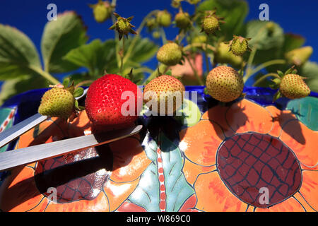 Schönen üppigen perfekt reife Erdbeere im Sommer Sonne Stockfoto