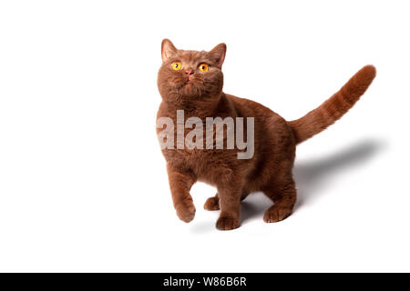 Porträt einer Katze, leuchtend gelbe Augen, ein verspielter Aussehen, eine gute Karte für Werbung für Tiere. Stockfoto