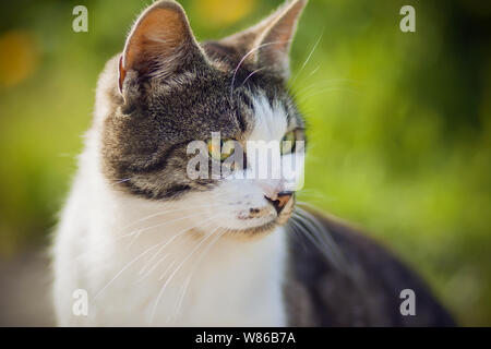 Gefleckte gefleckte Katze mit leuchtend rot-grünen Augen wird von der Sonne an einem hellen Sommertag leuchtet auf und sitzt auf einem Hintergrund von Blumen und Gras. Stockfoto