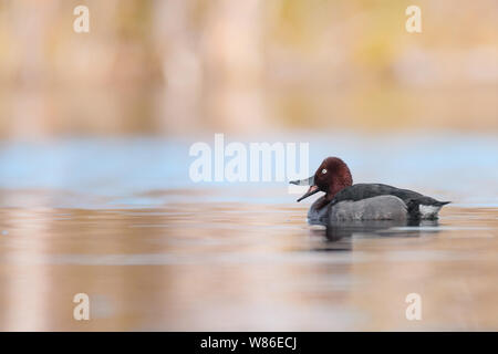 Moorente x Gemeinsame pochard Aythya nyroca x Hybrid (Aythya ferina), eine interessante Ente von einem schönen Teich, Tschechische Republik Stockfoto