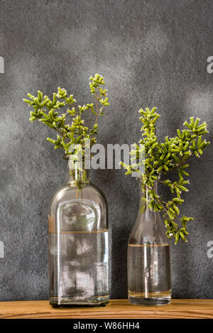 Blühende grün Oregano in Gläsern Stockfoto