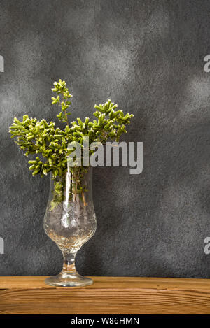 Blühende grün Oregano in Gläsern Stockfoto