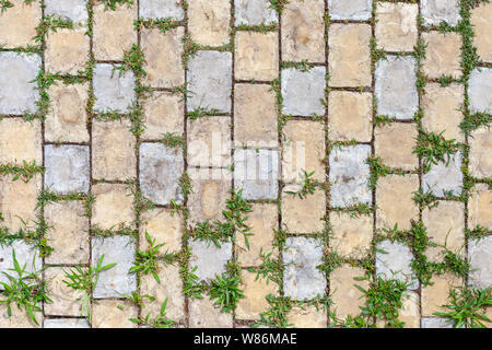 Grünes Gras wächst durch das Kopfsteinpflaster, einem Garten Bodenbeläge Hintergrund Foto Textur Stockfoto