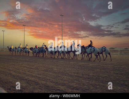 Sonnenuntergang Camel Racing auf der Rennstrecke Stockfoto