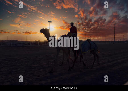 Sonnenuntergang Camel Racing auf der Rennstrecke Stockfoto