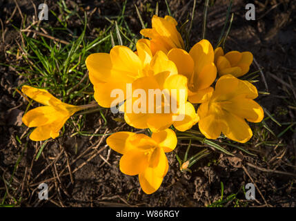 Krokusse Herald die Ankunft des Frühlings. 90 Arten. 3 Staubblätter, 1 Stil als zu giftig" Herbst Crocus Gegensatz' (Colchicum) mit 6 Staubblättern und 3 Stile. Stockfoto