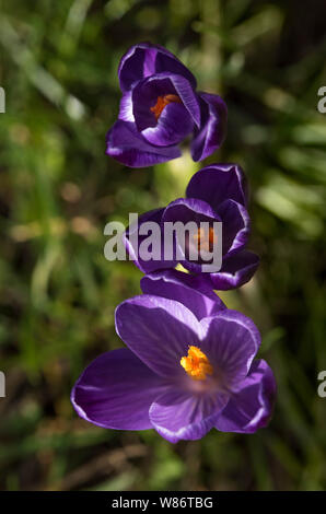 Krokusse Herald die Ankunft des Frühlings. 90 Arten. 3 Staubblätter, 1 Stil als zu giftig" Herbst Crocus Gegensatz' (Colchicum) mit 6 Staubblättern und 3 Stile. Stockfoto