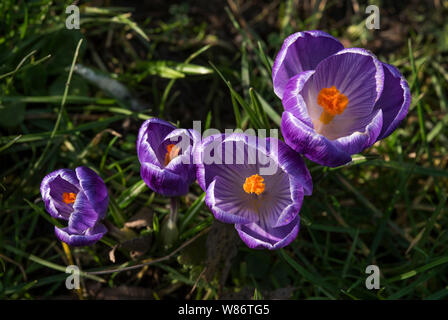 Krokusse Herald die Ankunft des Frühlings. 90 Arten. 3 Staubblätter, 1 Stil als zu giftig" Herbst Crocus Gegensatz' (Colchicum) mit 6 Staubblättern und 3 Stile. Stockfoto