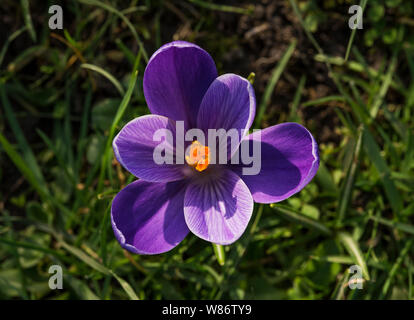 Krokusse Herald die Ankunft des Frühlings. 90 Arten. 3 Staubblätter, 1 Stil als zu giftig" Herbst Crocus Gegensatz' (Colchicum) mit 6 Staubblättern und 3 Stile. Stockfoto