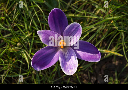 Krokusse Herald die Ankunft des Frühlings. 90 Arten. 3 Staubblätter, 1 Stil als zu giftig" Herbst Crocus Gegensatz' (Colchicum) mit 6 Staubblättern und 3 Stile. Stockfoto