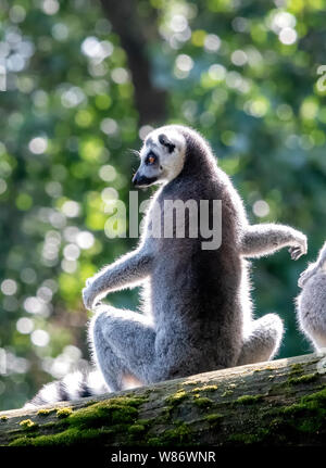 Eine gefährdete Ring-Tail Lemur saß auf dem Ast eines Baumes (Lemur catta) Stockfoto