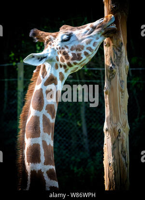 Eine Giraffe (Giraffa Camelopardalis) in Blackpool Zoo, Kauen der Rinde von einem Baumstamm Stockfoto