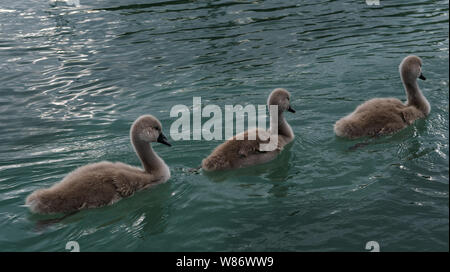 Drei kleine Swan Küken Schwimmen in einer Zeile Stockfoto