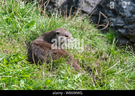 Asiatische kurze Krallen Otter, (Aonyx cinereal) Auch die Asiatischen kleinen Krallen Otter bekannt ist, ist der kleinste Otter Spezies in der Welt Stockfoto