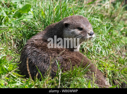 Asiatische kurze Krallen Otter, (Aonyx cinereal) Auch die Asiatischen kleinen Krallen Otter bekannt ist, ist der kleinste Otter Spezies in der Welt Stockfoto