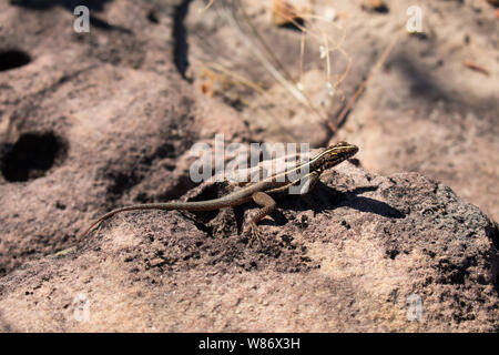 Eidechse auf einem Felsen - typische Tierarten aus der Caatinga biome in Oeiras, Piaui - Brasilien Stockfoto