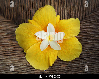 Schöne plumeria Flower innen gelb Hibiscus. schwarz Blick von oben. Stockfoto