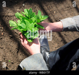 Koch Holding Bund Minze Blätter nach der Ernte frisch von der Pflanze in einem kommerziellen Gewächshaus Stockfoto