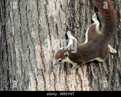 Closeup Eichhörnchen Klettern auf Baumrinde