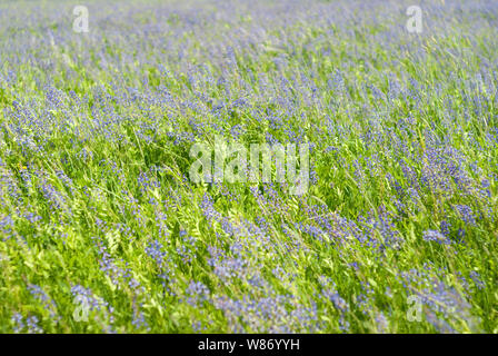 Hintergrund - 12.00 Uhr Wiese motley Gras mit blühenden Luzern an einem windigen Tag Stockfoto