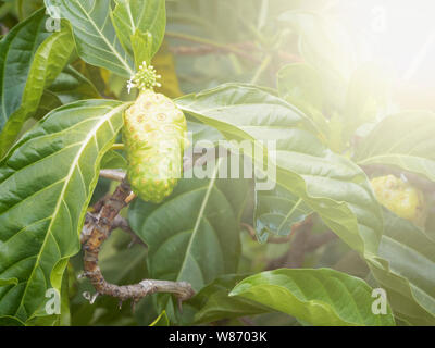 Reife Früchte auf der Noni Frucht Baum. kopieren. Stockfoto