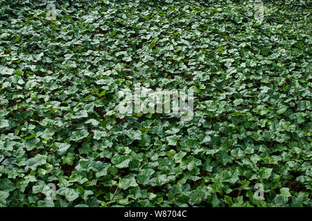 Efeu (Hedera) ein Evergreen Option für bodendecker oder Klettern eine Mauer/Zaun eine texturierte grüne Wand zu produzieren. Stockfoto