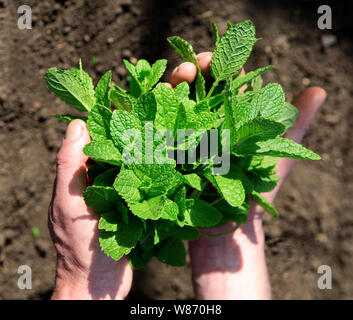 Koch Holding Bund Minze Blätter nach der Ernte frisch von der Pflanze in einem kommerziellen Gewächshaus Stockfoto
