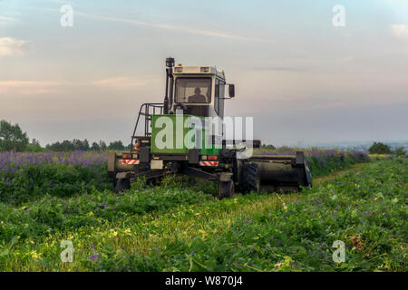 Bauer auf die Ernte Mähdrescher mäht das Feld der blühenden Luzern an einem sommerlichen Abend Stockfoto