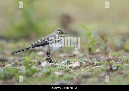 Junge Bachstelze (Motacilla alba) in ihrem natürlichen Lebensraum, Wildlife, Europa sitzen. Stockfoto