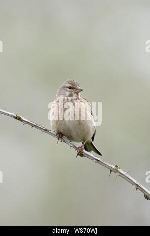 Gemeinsame Hänfling/Bluthänfling (Carduelis cannabina), weibliche Vogel, auf dornigen Ranken, thront, sanfte Farben, Vorderansicht, Wildlife, Europa. Stockfoto