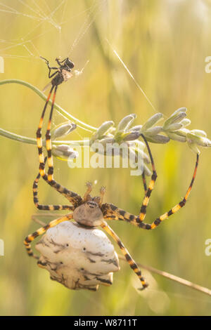 Gelappte argiope Spider (Argiope lobata) whit Beute. Stockfoto