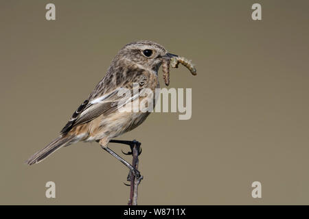 Europäische Schwarzkehlchen (Saxicola torquata), Weibliche, Songbird, auf einem Zweig sitzend, mit Beute im Schnabel nachkommen, Wildlife, Europa zu füttern. Stockfoto