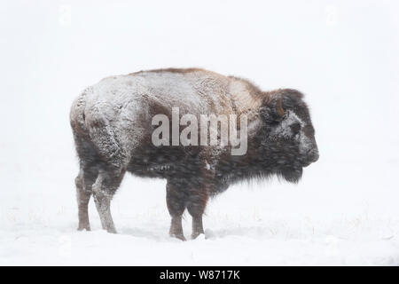 American Bison / Amerikanischer Bison (Bison Bison) im Winter, bedeckt mit Schnee und Eis bei starkem Schneefall, Yellowstone NP, Wyoming, USA. Stockfoto