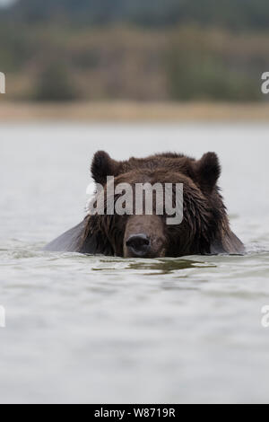 Europäische Braunbär (Ursus arctos) Schwimmen, Baden und Spielen im Wasser, in einem See, Europa. Stockfoto