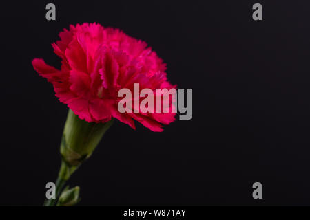 Rosen und Nelken auf Schwarzen und weißen Hintergrund Stockfoto