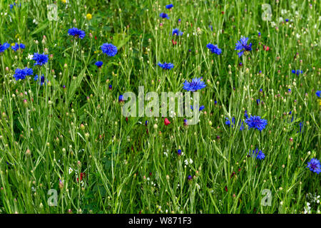 Pflanzliche Hintergrund - blaue Blüten einer kornblume in der Wiese nach einem Regen Stockfoto