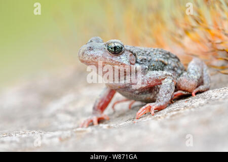 Gemeinsame Hebamme Kröte/Geburtshelferkroete (Alytes obstetricans), sitzen auf den Felsen von einem alten Steinbruch, frontale Seitenansicht, detaillierte schoß, Europa. Stockfoto