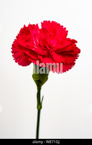 Rosen und Nelken auf Schwarzen und weißen Hintergrund Stockfoto