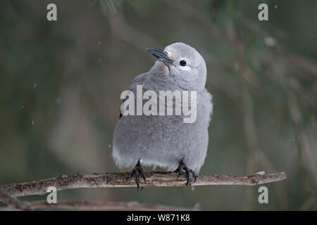 Clark's Nussknacker (nucifraga Columbiana) im Winter, hocken auf einem dünnen Ast eines Nadelbaum, neugierig, Yellowstone, Montana, USA. Stockfoto