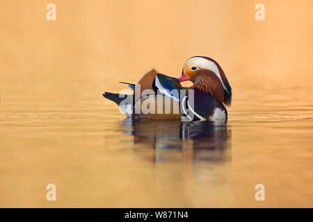 Mandarinente (Aix galericulata), ziemlich Männlich, bunte Drake, Reinigung der Federn, die Pflege seines Gefieders, goldenen Oktober Licht, Europa. Stockfoto