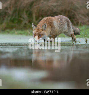 Red Fox (Vulpes vulpes) Erwachsenen, zu Fuß durch, Überqueren einer sumpfigen Teich, Jagd, von niedrigen Sicht, Wildlife, Europa übernommen. Stockfoto