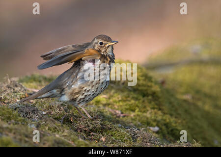 Singdrossel (Turdus philomelos) Erwachsene in der Zucht Kleid, auf ein wenig Moos bedeckt Damm, Stretching, seine Flügel anheben, sieht lustig. Stockfoto