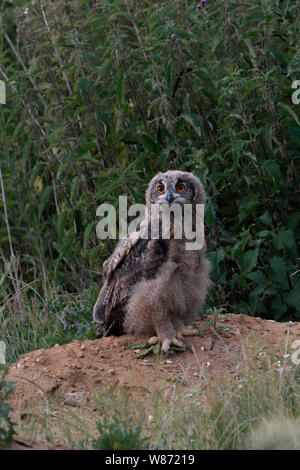 Uhu (Bubo bubo), jungen Vogel, stehend auf einem kleinen Hügel, mutige ausgesetzt sieht, erkunden ihren Lebensraum, Wildlife, Europa. Stockfoto