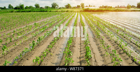 Landwirtschaftlichen Flächen durch Hochwasser betroffen. Überschwemmte Feld. Die Folgen der Regen. Agrar- und Landwirtschaft. Naturkatastrophen und Ernteverluste Risiken. Ukrain Stockfoto